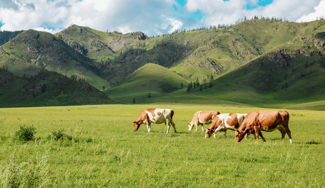 Wisconsin Ranch 1031 Exhange